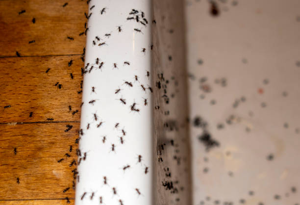 Reliable Port Oconnor, TX Pest Control Solutions